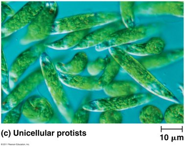 Unicellular protists under microscope