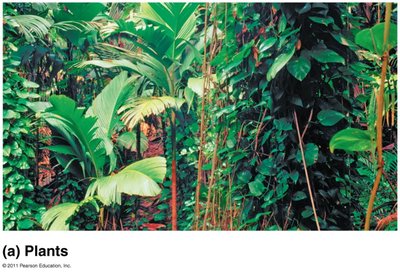 Plants in a forest ecosystem