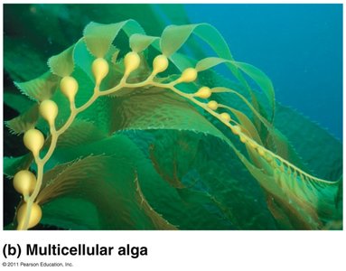 Multicellular alga