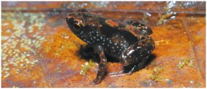 Tiny frog in its environment