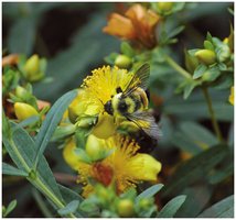 Bumblebee on a flower (example of affected species)