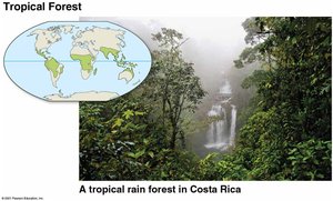 Tropical rainforest in Costa Rica