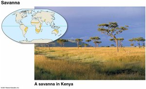 Savanna in Kenya