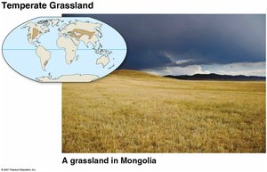 Temperate grassland in Mongolia