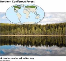 Coniferous forest in Norway
