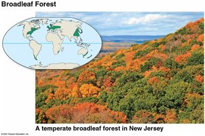 Temperate broadleaf forest in New Jersey