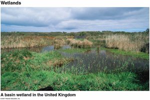 Wetland in the United Kingdom
