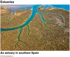 Estuary in southern Spain