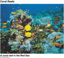 Coral reef in the Red Sea