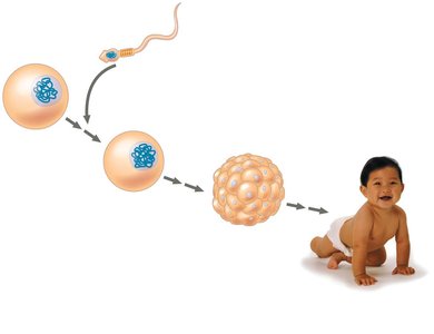 Fertilization and inheritance