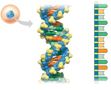 DNA double helix and nucleotide pairing