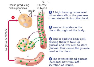 Cell interaction during development
