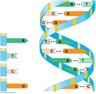 Unity in DNA among diverse organisms