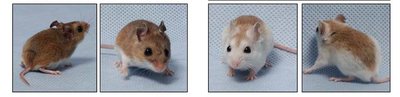Natural selection and trait propagation