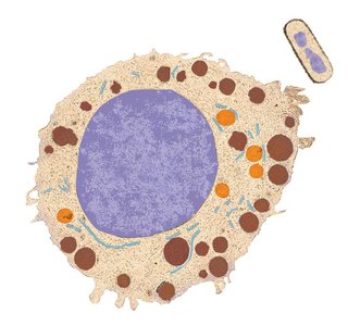Eukaryotic and prokaryotic cell comparison
