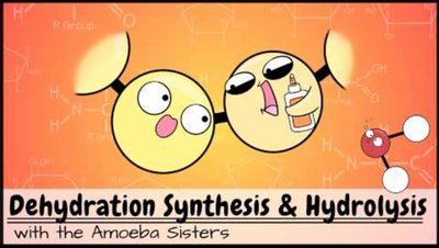 Dehydration synthesis and hydrolysis cartoon