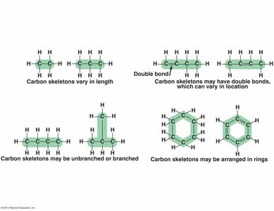 Carbon skeletons diversity