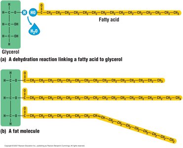 Dehydration reaction linking fatty acid to glycerol