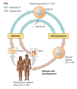 Human sexual life cycle showing meiosis and fertilization