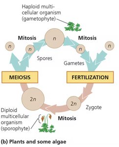 Plant and algae life cycle showing alternation of generations