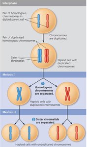 Stages of meiosis showing chromosome movement and reduction