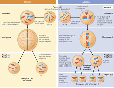 Comparison of mitosis and meiosis stages