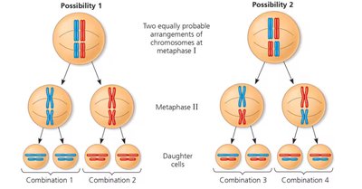 Independent assortment of chromosomes during meiosis