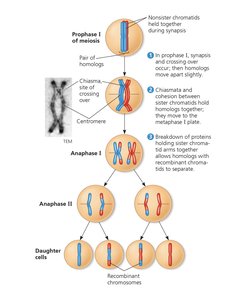 Crossing over and formation of recombinant chromosomes