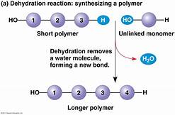 Dehydration reaction: synthesizing a polymer