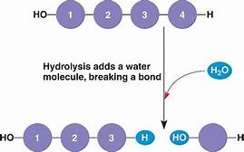 Hydrolysis reaction: breaking a polymer