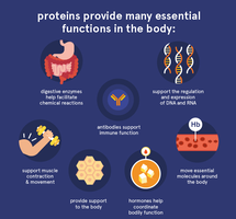 Essential functions of proteins in the body