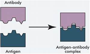 Antigen-antibody complex formation