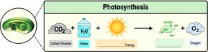 Overall chemical equation for photosynthesis