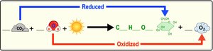 Redox reaction in photosynthesis