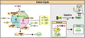 Calvin cycle phases and sugar synthesis