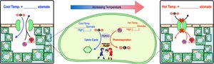 Photorespiration and temperature effects