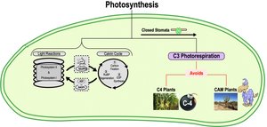 C3, C4, and CAM plant strategies