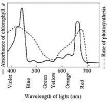 Absorption and action spectrum of chlorophyll a
