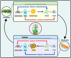 Connection between photosynthesis and cellular respiration