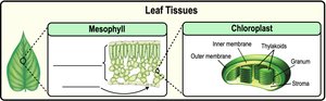 Leaf tissues and chloroplast structure