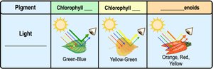 Types of photosynthetic pigments