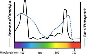 Absorption and action spectrum with color bar