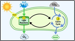 Overview of light reactions and Calvin cycle