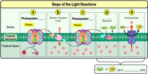 Steps of the light reactions