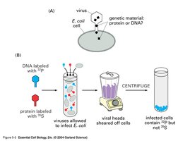 Hershey-Chase experiment showing DNA as genetic material