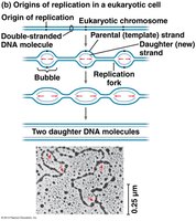 Origins of replication in eukaryotic DNA