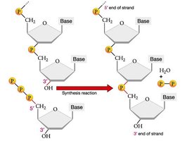 DNA polymerase catalyzing DNA synthesis
