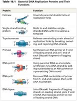 Table of DNA replication proteins and their functions