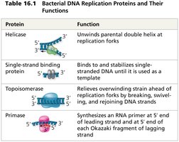 Table of DNA replication proteins and their functions (part 1)