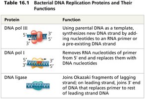 Table of DNA replication proteins and their functions (part 2)
